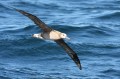 Black-footed Albatross